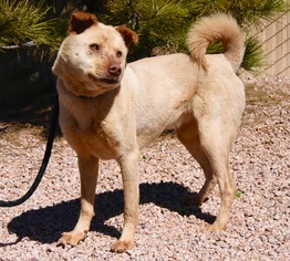 Chow Chow-Unknown Mix Dogs for adoption in Payson, AZ, USA