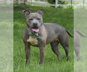 American Pit Bull Terrier Dogs for adoption in O Fallon, MO, USA