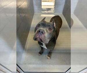 Mutt Dogs for adoption in Alameda, CA, USA