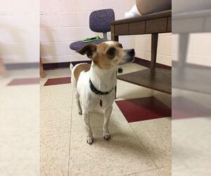 Jack Russell Terrier Dogs for adoption in Waynesboro, PA, USA