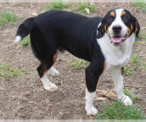 Bernese Mountain Dog Dogs for adoption in Austin, TX, USA