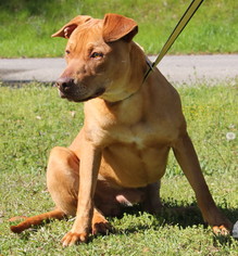 Medium Photo #1 American Pit Bull Terrier Puppy For Sale in Prattville, AL, USA