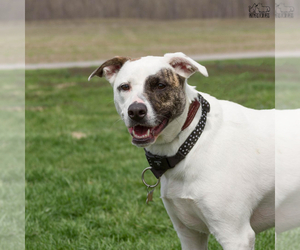 Mutt Dogs for adoption in Troy, IL, USA