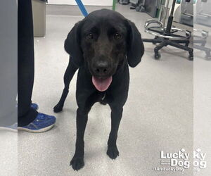Medium Photo #6 Labrador Retriever-Unknown Mix Puppy For Sale in Washington, DC, USA