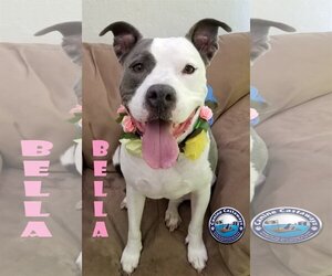 American Pit Bull Terrier Dogs for adoption in Arcadia, FL, USA