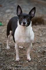 Rat-Cha Dogs for adoption in Anchorage, AK, USA