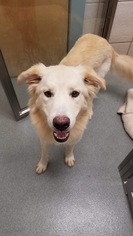 Golden Pyrenees Dogs for adoption in FORT WORTH, TX, USA
