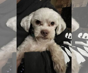 Shih Apso Dogs for adoption in Virginia Beach, VA, USA