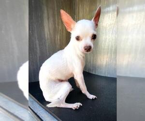 Chihuahua-Unknown Mix Dogs for adoption in San Antonio, TX, USA