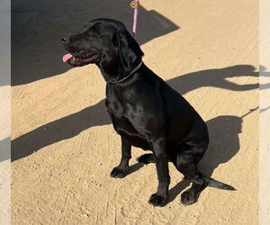 Labrador Retriever Dogs for adoption in San Diego, CA, USA