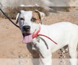 Boxer-Unknown Mix Dogs for adoption in Rio Rancho, NM, USA