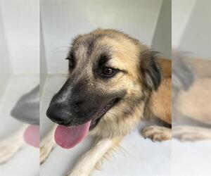 German Shepherd Dog-Unknown Mix Dogs for adoption in Houston, TX, USA