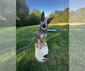 Mutt Dogs for adoption in Garden City, NY, USA