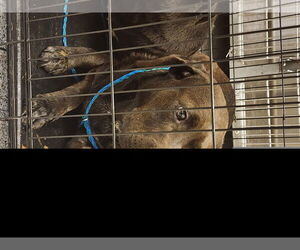 Labrador Retriever Dogs for adoption in Houston, TX, USA