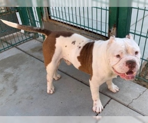American Bulldog Dogs for adoption in Polson, MT, USA