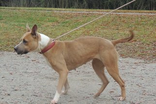 American Pit Bull Terrier Dogs for adoption in Chester, SC, USA