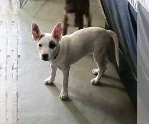 Bull Terrier Dogs for adoption in Mesa, AZ, USA