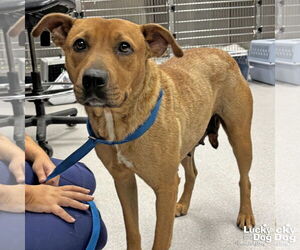 Labrador Retriever-Unknown Mix Dogs for adoption in Washington, DC, USA