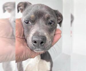 Mutt Dogs for adoption in Houston, TX, USA