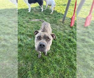 American Pit Bull Terrier Dogs for adoption in Bakersfield, CA, USA