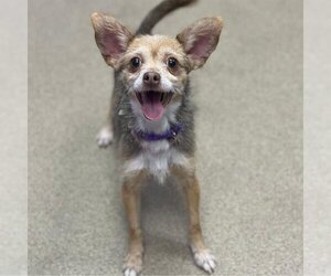 Chihuahua Dogs for adoption in Aurora, CO, USA