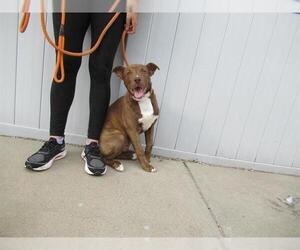 Labrador Retriever-Unknown Mix Dogs for adoption in Louisville, KY, USA