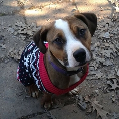 Bogle Dogs for adoption in Rustburg, VA, USA