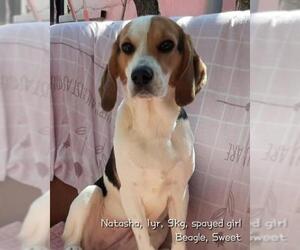 Beagle Dogs for adoption in Agoura Hills, CA, USA
