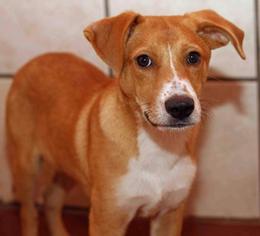 Golden Retriever Dogs for adoption in Rossville, TN, USA
