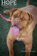 Dogue de Bordeaux Dogs for adoption in Alton, IL, USA