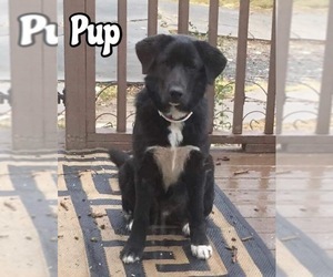 Borador Dogs for adoption in Tulsa, OK, USA