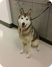 Siberian Husky Dogs for adoption in Beverly Hills, CA, USA