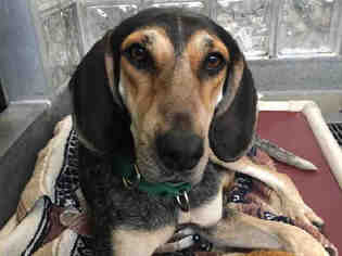 Bluetick Coonhound-Unknown Mix Dogs for adoption in Pittsburgh, PA, USA