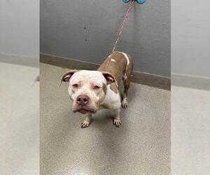 American Pit Bull Terrier-Unknown Mix Dogs for adoption in Las Vegas, NV, USA