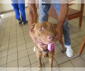 American Pit Bull Terrier-Unknown Mix Dogs for adoption in Ocala, FL, USA
