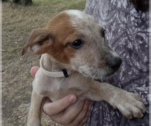 Black Mouth Cur-Unknown Mix Dogs for adoption in McKinney, TX, USA