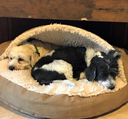 Havanese Dogs for adoption in Arlington, VA, USA