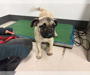 Pug-Unknown Mix Dogs for adoption in Corona, CA, USA