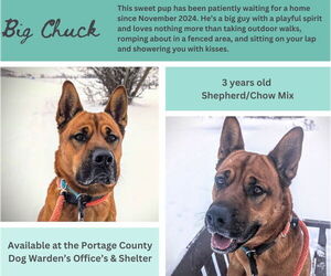 Chow Chow-German Shepherd Dog Mix Dogs for adoption in Rootstown, OH, USA