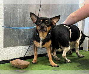 Chihuahua-Unknown Mix Dogs for adoption in Raleigh, NC, USA