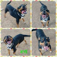 Rottweiler Dogs for adoption in Lawton, OK, USA