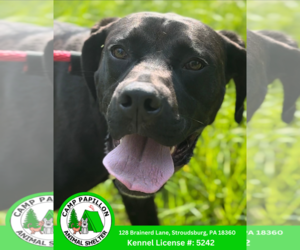 Boxador Dogs for adoption in Stroudsburg, PA, USA