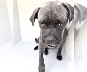 Medium Photo #1 Pug-Unknown Mix Puppy For Sale in Houston, TX, USA