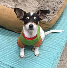 Chihuahua Dogs for adoption in Washougal, WA, USA