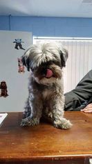 Shih Tzu Dogs for adoption in Cincinnati, OH, USA
