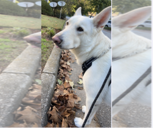 Unknown-white german shepherd Mix Dogs for adoption in Decatur, GA, USA