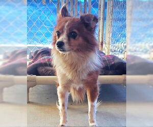 Chiranian Dogs for adoption in Ventura, CA, USA