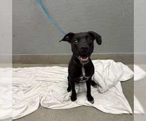 Mutt Dogs for adoption in Las Vegas, NV, USA