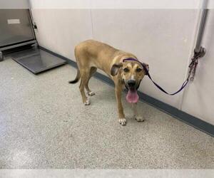 German Shepherd Dog-Unknown Mix Dogs for adoption in Visalia, CA, USA