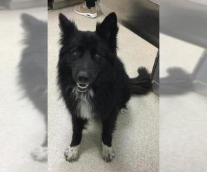 German Shepherd Dog-Unknown Mix Dogs for adoption in Riverside, CA, USA